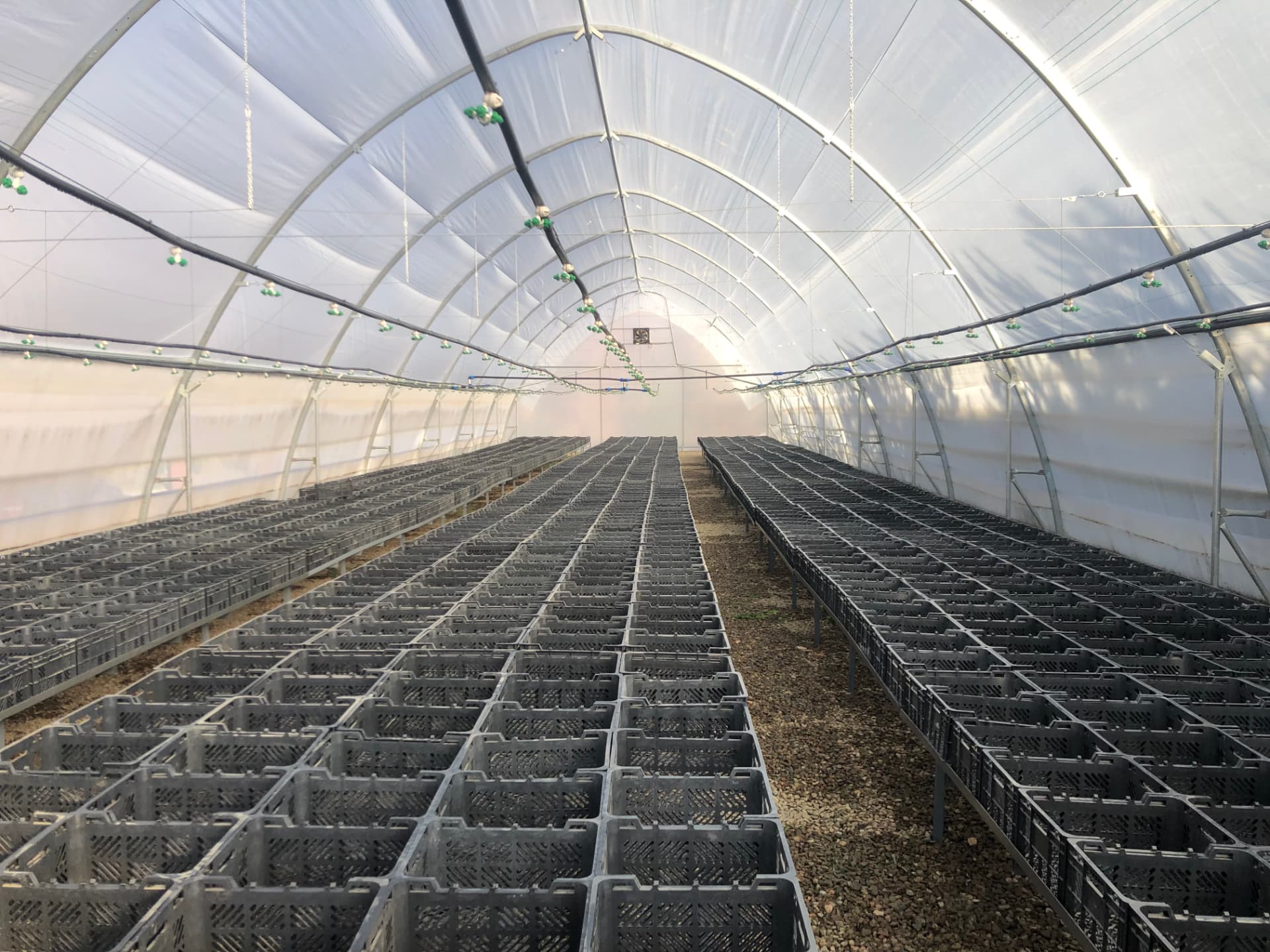 Automated irrigation greenhouse with overhead sprinkler lines and rows of planting crates